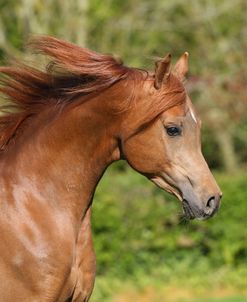 AY3V6110 Arab Stallion, Claverdon Stud, UK