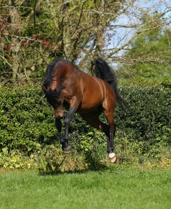 AY3V6192 Arab Stallion Bucking, Claverdon Stud, UK