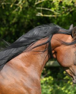 AY3V6248 Arab Stallion, Claverdon Stud, UK