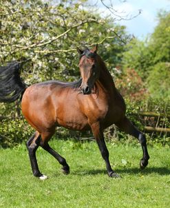 AY3V6251 Arab Stallion, Claverdon Stud, UK