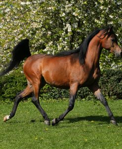 AY3V6260 Arab Stallion, Claverdon Stud, UK