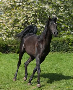 AY3V6283 Arab Stallion, Claverdon Stud, UK