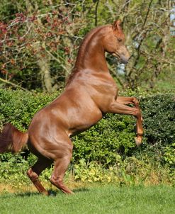 AY3V6073 Arab Stallion Rearing, Claverdon Stud, UK