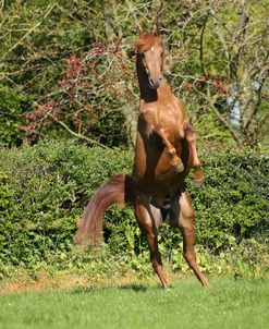 AY3V6076 Arab Stallion Rearing, Claverdon Stud, UK