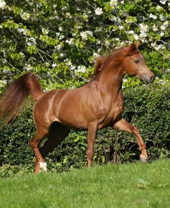 AY3V6086 Arab Stallion, Claverdon Stud, UK
