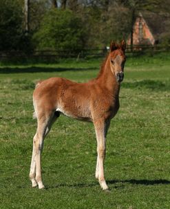 AY3V6450 Arab Foal, Claverdon Stud, UK