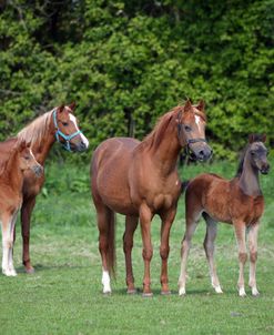 AY3V6506 Arab Mares and Foals, Claverdon Stud, UK