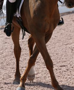 AY3V6690 Dressage Movements