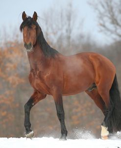 AY3V9980 Andalucian Stallion-Confiado-In The Snow, Appin Farm, MI