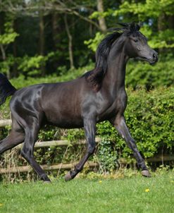 AY3V6292 Arab Stallion, Claverdon Stud, UK