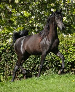 AY3V6353 Arab Stallion, Claverdon Stud, UK