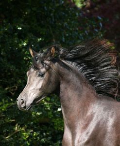 AY3V6404 Arab Stallion, Claverdon Stud, UK