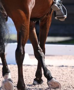 AY3V6404 Dressage Movements