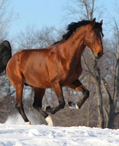 CQ2R2711 Rhinelander Stallion In The Snow, Owned By Ylva Axelsson, Appin Farm, MI