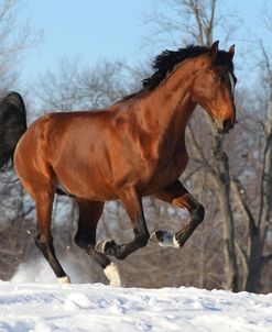 CQ2R2711 Rhinelander Stallion In The Snow, Owned By Ylva Axelsson, Appin Farm, MI