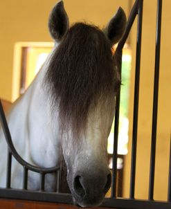 CQ2R8730 Andalucian Looking Over Stable Door, WPB