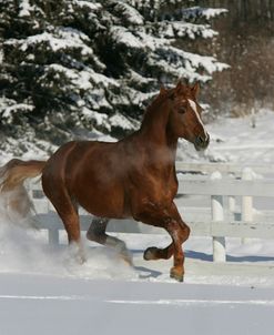 JQ4P7592 Trakehner Stallion-Paascha MV-In Snow, Meadowview Trakehners, AB