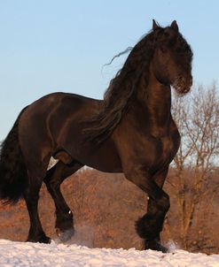 CQ2R2276 Friesian-Uther-In The Snow, Owned By Ylva Axelsson, Appin Farm, MI