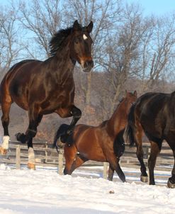 CQ2R2365 Oldenburg and Hanoverian Mares, In The Snow, Owned By Ylva Axelsson, Appin Farm, MI