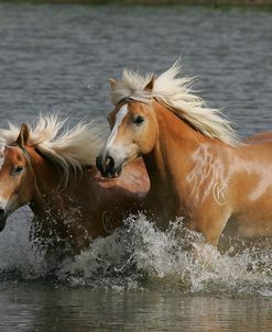 MD3P7847 Haflingers-Shane and Murphy-Horse Feathers Farm, TX