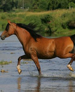 MI9E3830 Arab, Tagalong Stables, Canada 2007