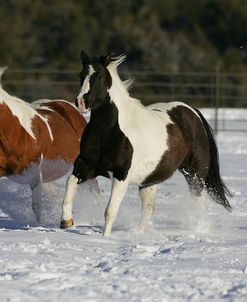 MI9E5951 Paints, Painted Valley Ranch, Colorado