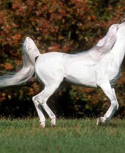 pic1965 Arab Stallion-Al Kamar-Imperial Egyptian Stud, MD
