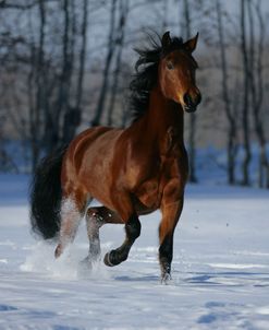 ZS9M4863 Morgan-Annie Get Your Gun-Dawnville Farms In The Snow, AB