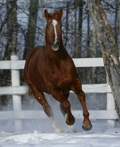 ZS9M6036 Trakehner Stallion-Paascha MV-In Snow, Meadowview Trakehners, AB