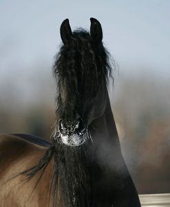 MD3P5131 Friesian-Geeska-Spruce View Farms, AB