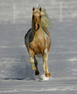 MD3P6889 Palomino Tobiano Stallion-Pure Sunshine-Black Canyon Ranch, Colorado
