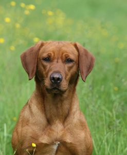 418Y4158 Retriever – Labrador