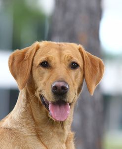 AV4C6158 Retriever – Yellow Labrador