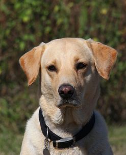 AV4C8932 Retriever – Yellow Labrador