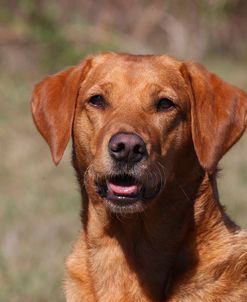 AV4C9037 Retriever – Yellow Labrador