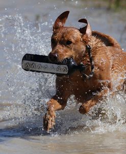 AV4C9561 Retriever – Yellow Labrador