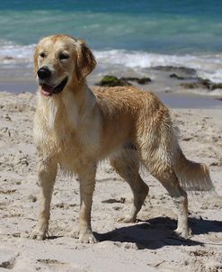 A21C9310 Retriever – Golden