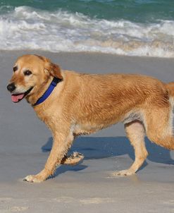 AV4C3567 Retriever – Golden