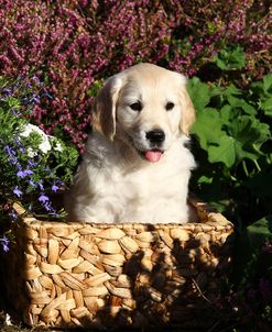 AV4C3990 Retriever – Golden