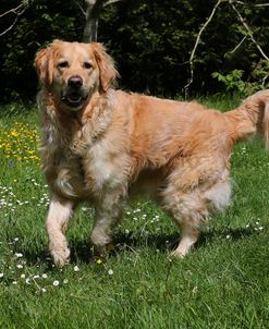 AY3V0709 Retriever – Golden