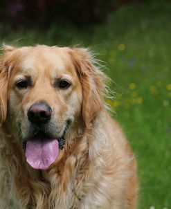 AY3V0748 Retriever – Golden