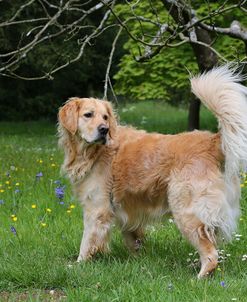 AY3V0751 Retriever – Golden