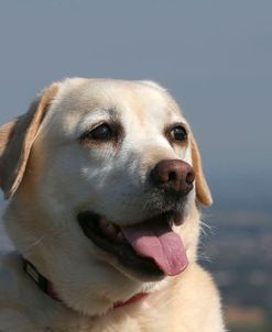 AY3V3447 Retriever – Yellow Labrador