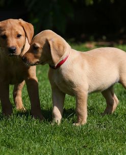 AY3V4574 Retriever – Yellow Labrador