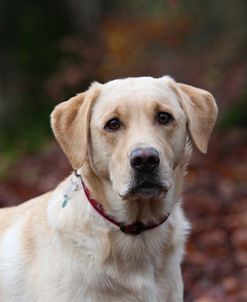 AV4C9710 Retriever – Yellow Labrador