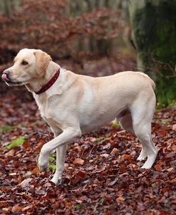 AV4C9719 Retriever – Yellow Labrador