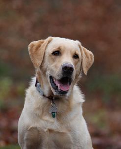 AV4C9805 Retriever – Yellow Labrador