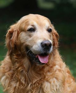 AY3V8747 Retriever – Golden