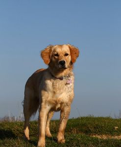 CQ2R0195 Retriever – Golden