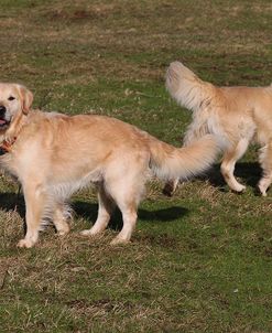 CQ2R0196 Retriever – Golden